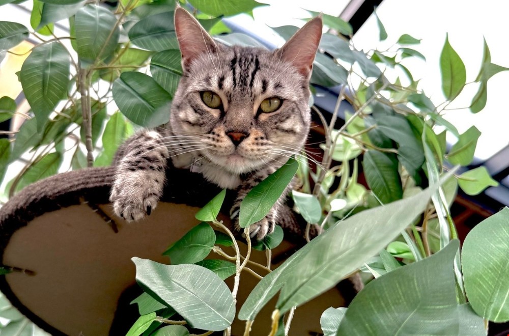 Cadeau voor een kattenliefhebber: dit zijn de leukste ideeën